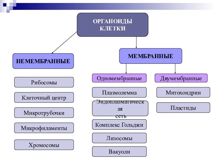 ОРГАНОИДЫ КЛЕТКИ НЕМЕМБРАННЫЕ МЕМБРАННЫЕ Одномембранные Двумембранные Рибосомы Клеточный центр Микротрубочки Микрофиламенты