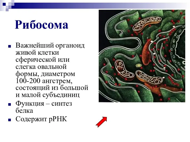 Рибосома Важнейший органоид живой клетки сферической или слегка овальной формы, диаметром