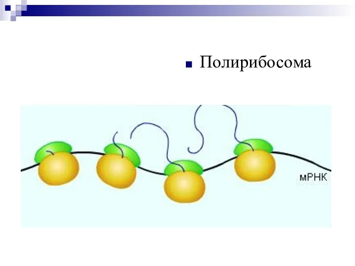 Полирибосома