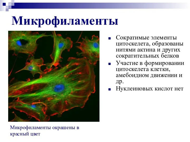 Микрофиламенты Сократимые элементы цитоскелета, образованы нитями актина и других сократительных белков