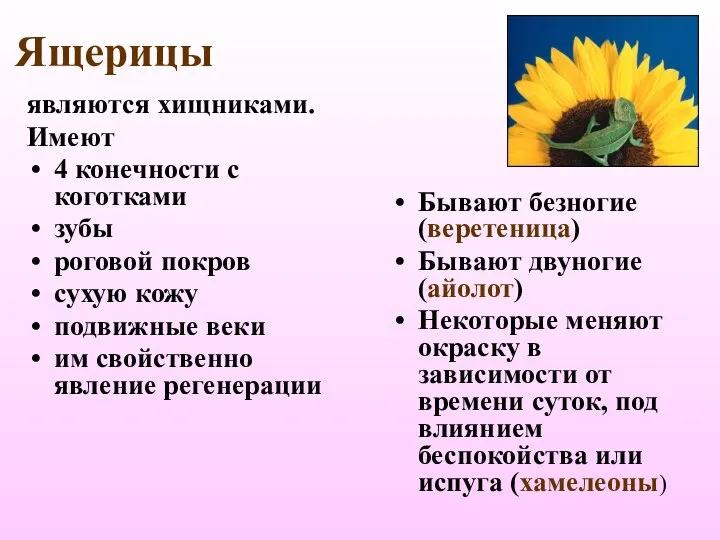 Ящерицы являются хищниками. Имеют 4 конечности с коготками зубы роговой покров