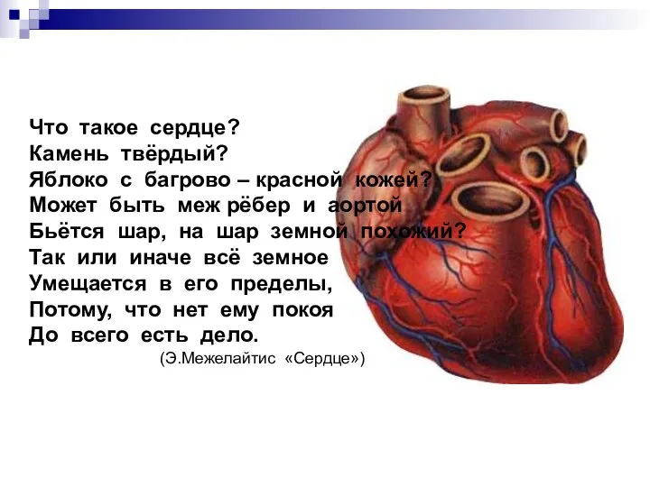 Что такое сердце? Камень твёрдый? Яблоко с багрово – красной кожей?