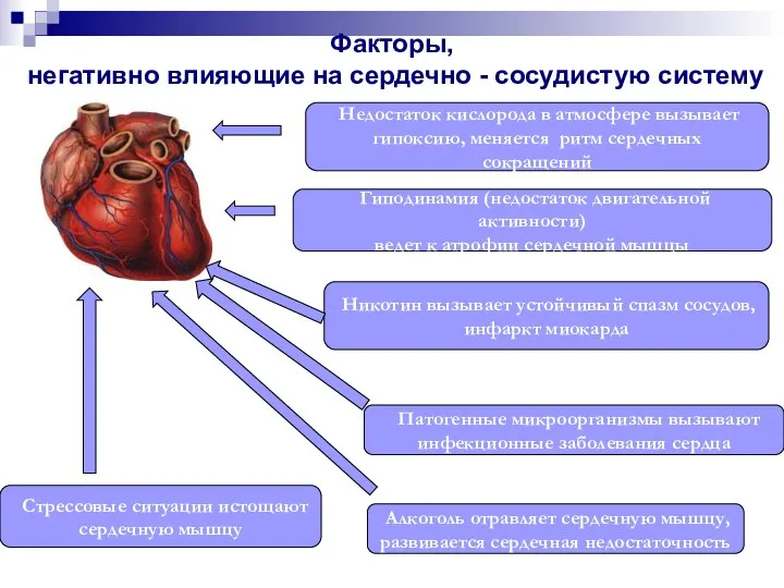 Факторы, негативно влияющие на сердечно - сосудистую систему Недостаток кислорода в