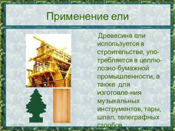 Применение ели Древесина ели используется в строительстве, упо-требляется в целлю-лозно-бумажной промышленности,