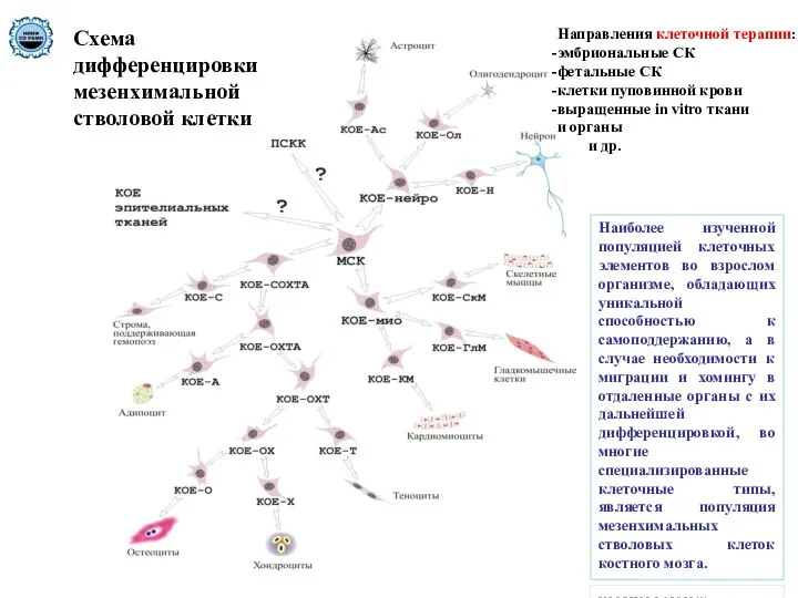 Схема дифференцировки мезенхимальной стволовой клетки Наиболее изученной популяцией клеточных элементов во