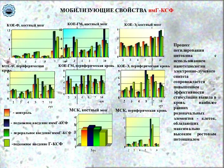 -подкожное введение Г-КСФ - подкожное введение иммГ-КСФ МОБИЛИЗУЮЩИЕ СВОЙСТВА имГ-КСФ -