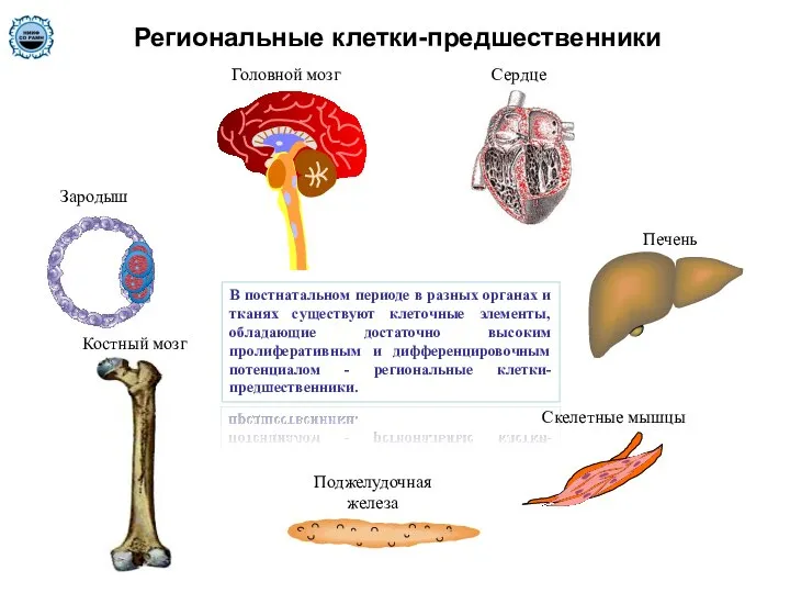 Региональные клетки-предшественники В постнатальном периоде в разных органах и тканях существуют