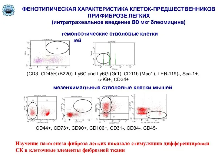 ФЕНОТИПИЧЕСКАЯ ХАРАКТЕРИСТИКА КЛЕТОК-ПРЕДШЕСТВЕННИКОВ ПРИ ФИБРОЗЕ ЛЕГКИХ (интратрахеальное введение 80 мкг блеомицина)