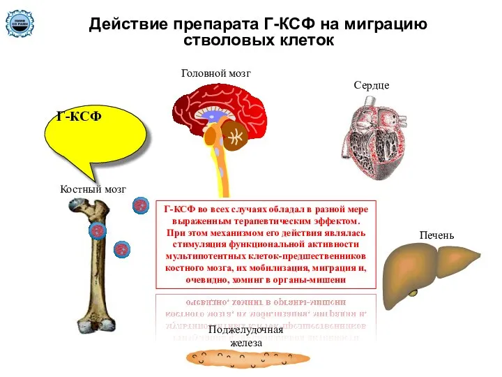 Сердце Поджелудочная железа Головной мозг Г-КСФ Печень Действие препарата Г-КСФ на