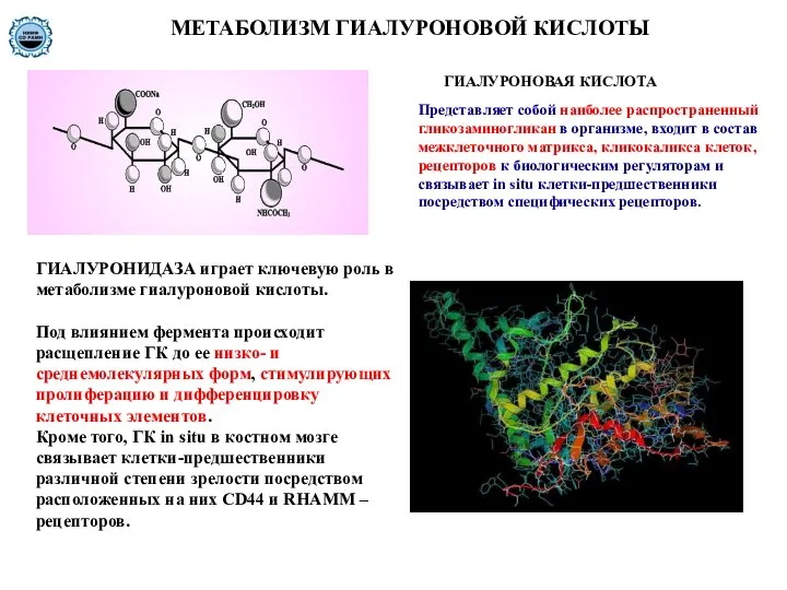 МЕТАБОЛИЗМ ГИАЛУРОНОВОЙ КИСЛОТЫ ГИАЛУРОНИДАЗА играет ключевую роль в метаболизме гиалуроновой кислоты.