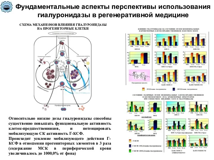 Фундаментальные аспекты перспективы использования гиалуронидазы в регенеративной медицине СХЕМА МЕХАНИЗМОВ ВЛИЯНИЯ