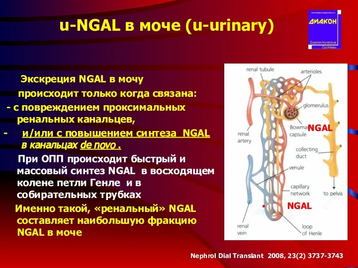 u-NGAL в моче (u-urinary) Экскреция NGAL в мочу происходит только когда