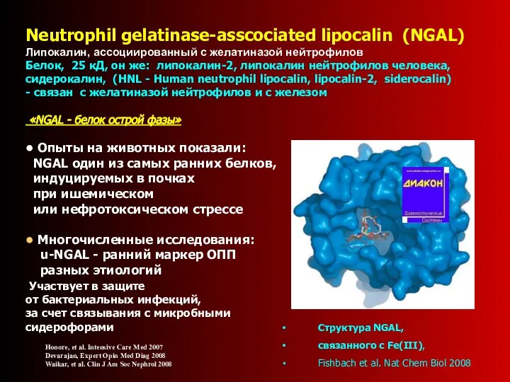 Neutrophil gelatinase-asscociated lipocalin (NGAL) Липокалин, ассоциированный с желатиназой нейтрофилов Белок, 25