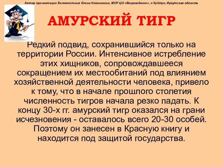 АМУРСКИЙ ТИГР Редкий подвид, сохранившийся только на территории России. Интенсивное истребление