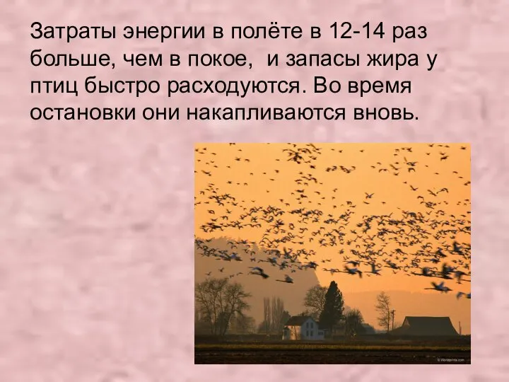 Затраты энергии в полёте в 12-14 раз больше, чем в покое,