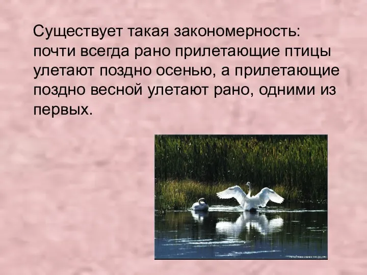 Существует такая закономерность: почти всегда рано прилетающие птицы улетают поздно осенью,