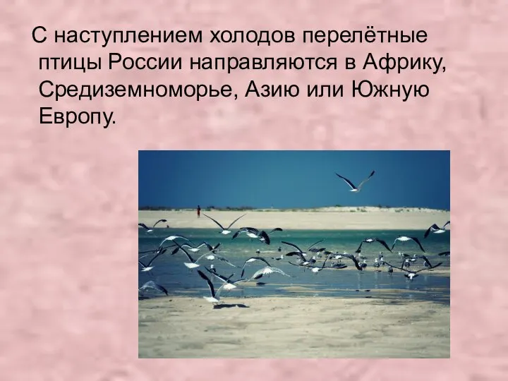 С наступлением холодов перелётные птицы России направляются в Африку, Средиземноморье, Азию или Южную Европу.