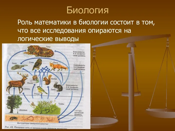 Биология Роль математики в биологии состоит в том, что все исследования опираются на логические выводы