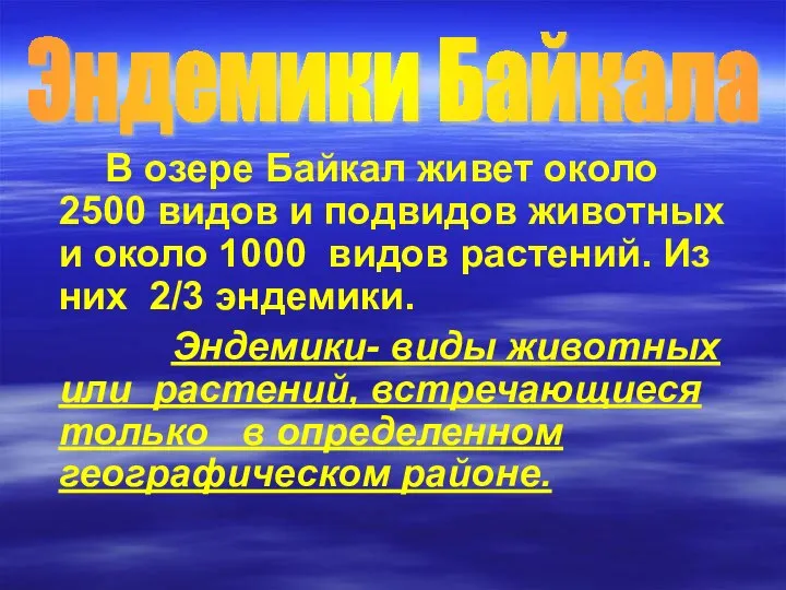 Эндемики Байкала В озере Байкал живет около 2500 видов и подвидов