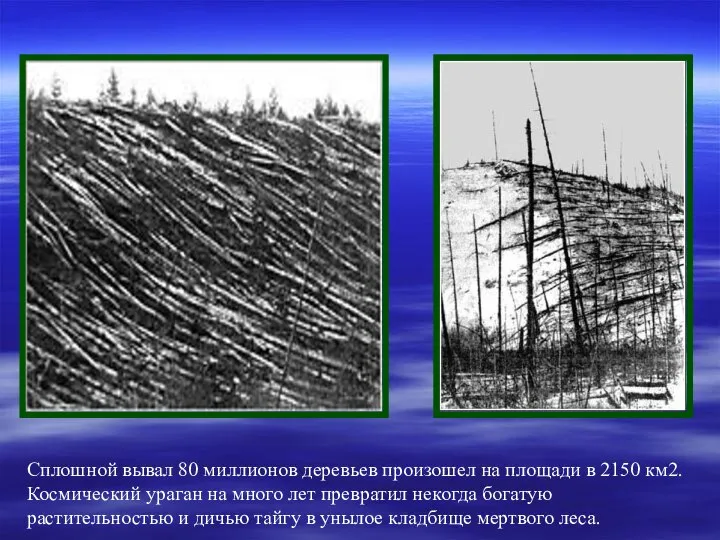 Сплошной вывал 80 миллионов деревьев произошел на площади в 2150 км2.