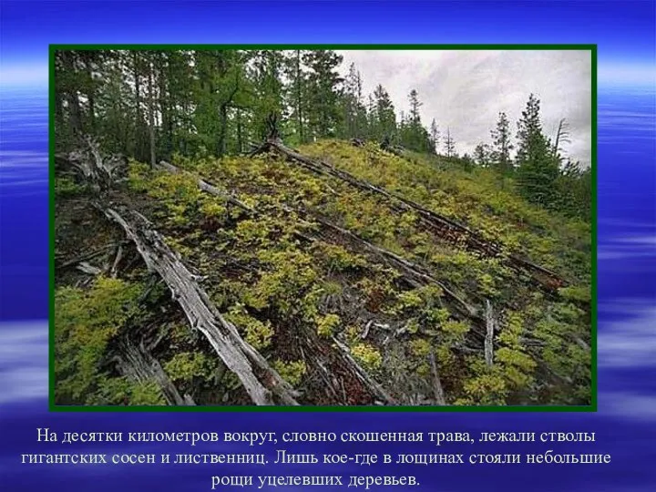 На десятки километров вокруг, словно скошенная трава, лежали стволы гигантских сосен