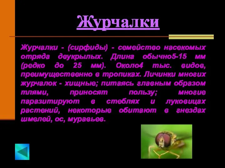 Журчалки Журчалки - (сирфиды) - семейство насекомых отряда двукрылых. Длина обычно5-15