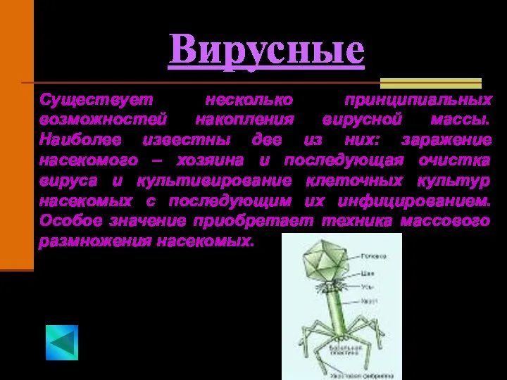 Вирусные Существует несколько принципиальных возможностей накопления вирусной массы. Наиболее известны две