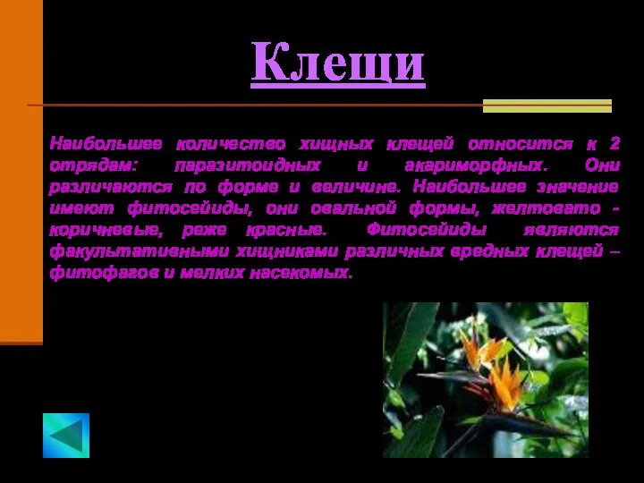 Клещи Наибольшее количество хищных клещей относится к 2 отрядам: паразитоидных и