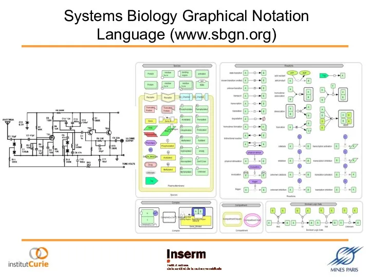 Systems Biology Graphical Notation Language (www.sbgn.org)