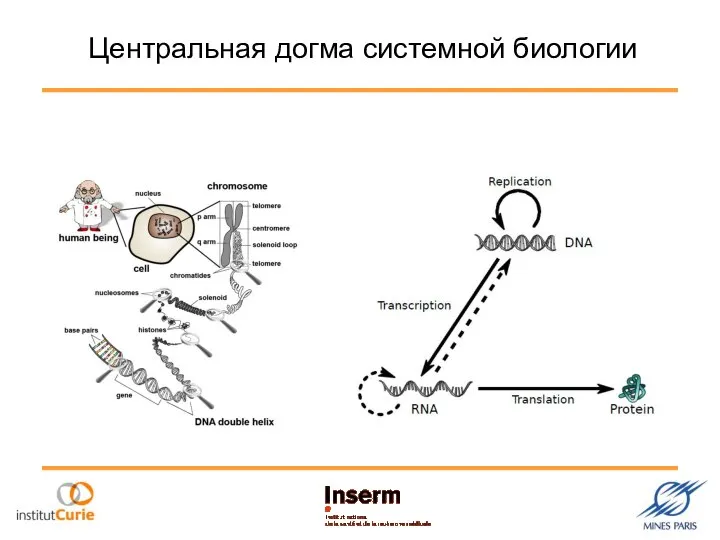 Центральная догма системной биологии