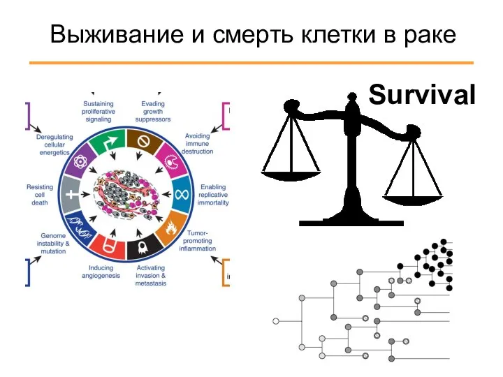 Выживание и смерть клетки в раке Survival Death