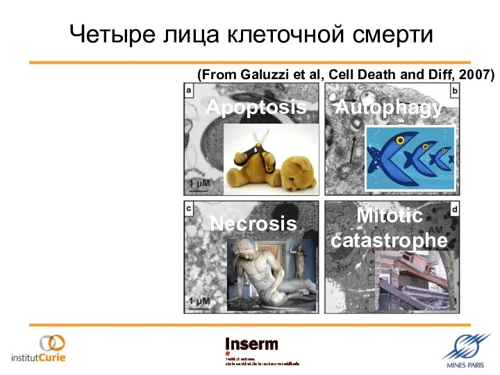 Четыре лица клеточной смерти Cell Death Modalities Mitotic catastrophe (From Galuzzi