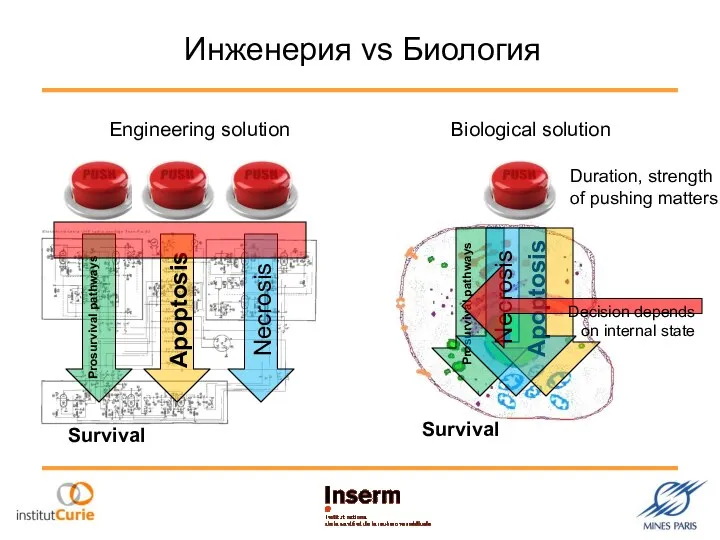 Инженерия vs Биология Engineering solution Biological solution Prosurvival pathways Apoptosis Necrosis