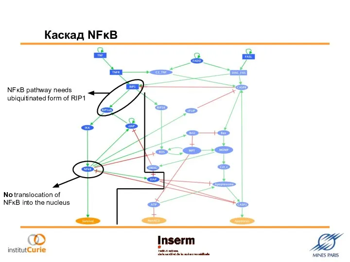 No translocation of NFκB into the nucleus NFκB pathway needs ubiquitinated form of RIP1 Каскад NFκB