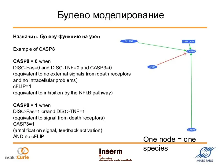 Булево моделирование Назначить булеву функцию на узел Example of CASP8 CASP8