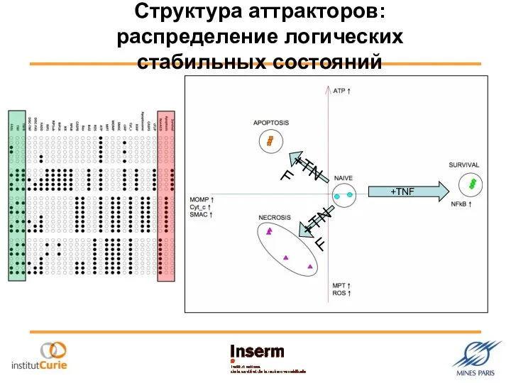 Структура аттракторов: распределение логических стабильных состояний +TNF +TNF +TNF