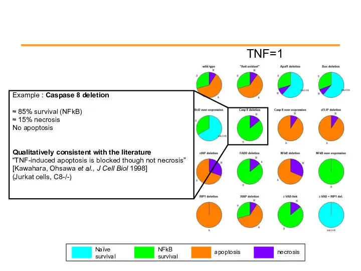 TNF=1 Example : Caspase 8 deletion ≈ 85% survival (NFkB) ≈