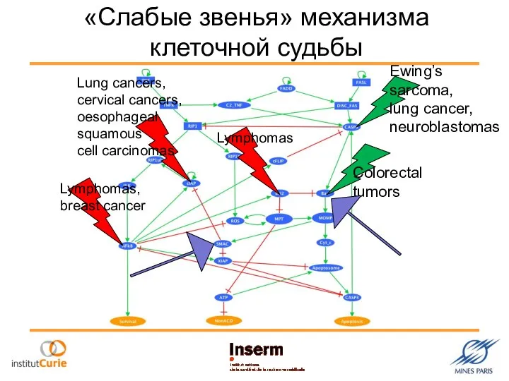 «Слабые звенья» механизма клеточной судьбы Colorectal tumors Ewing’s sarcoma, lung cancer,