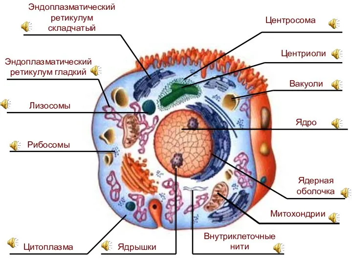 Центросома Центриоли Вакуоли Ядро Ядерная оболочка Митохондрии Внутриклеточные нити Ядрышки Цитоплазма