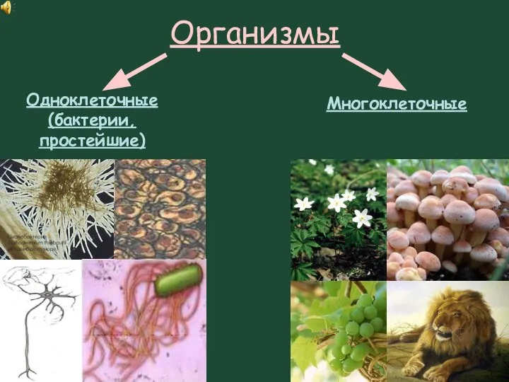 Организмы Одноклеточные (бактерии, простейшие) Многоклеточные