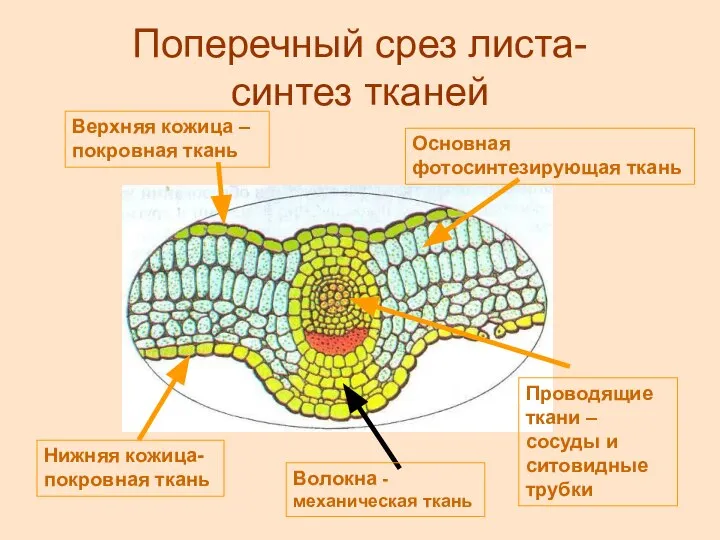 Поперечный срез листа- синтез тканей Верхняя кожица – покровная ткань Основная