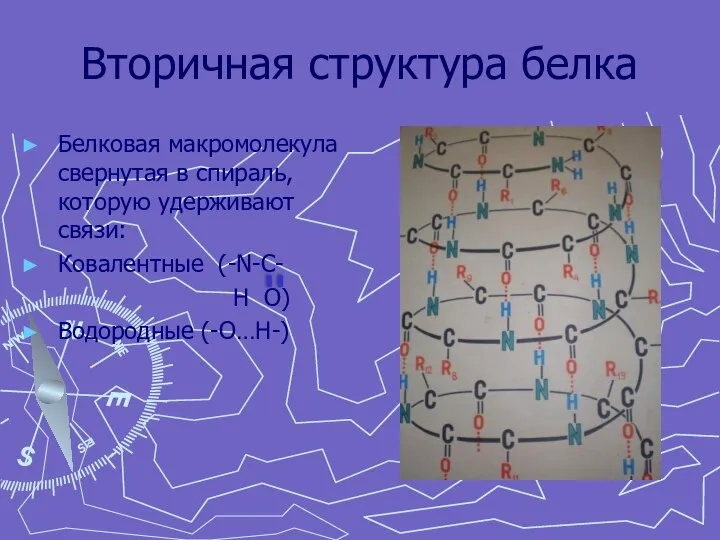 Вторичная структура белка Белковая макромолекула свернутая в спираль, которую удерживают связи: