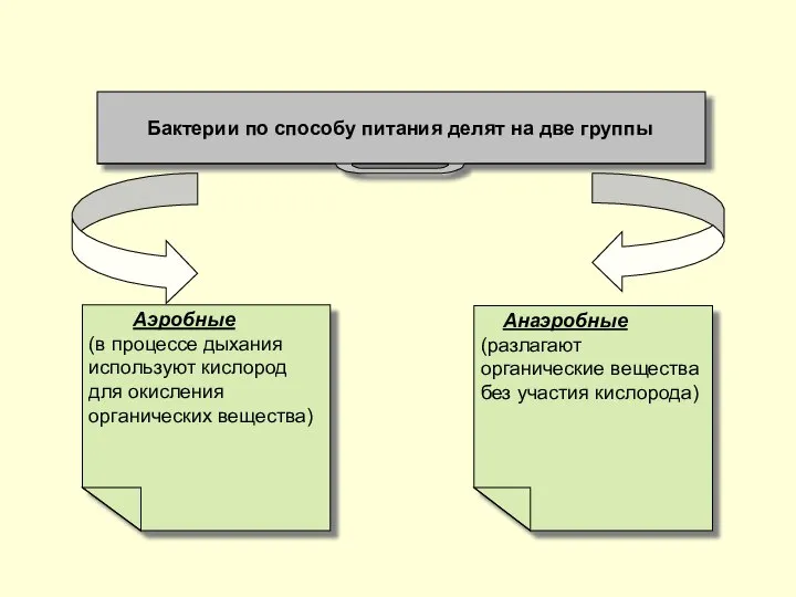 Бактерии по способу питания делят на две группы Анаэробные (разлагают органические