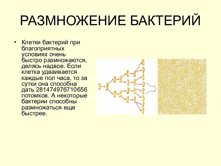 РАЗМНОЖЕНИЕ БАКТЕРИЙ Клетки бактерий при благоприятных условиях очень быстро размножаются, делясь