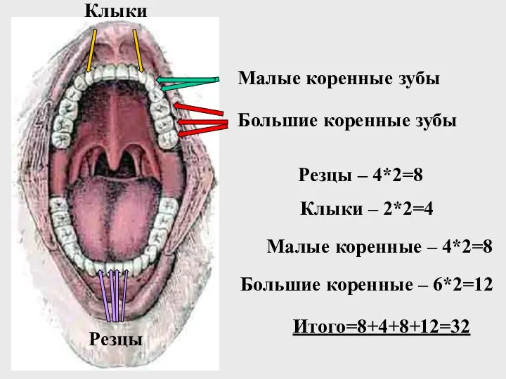 Большие коренные зубы Малые коренные зубы Клыки Резцы Резцы – 4*2=8