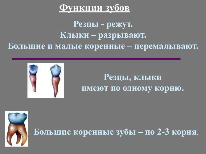 Функции зубов Резцы - режут. Клыки – разрывают. Большие и малые