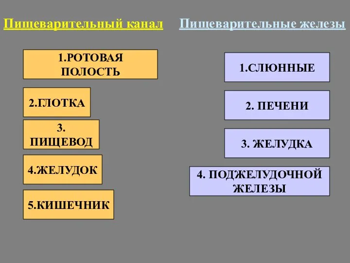 1.РОТОВАЯ ПОЛОСТЬ 2.ГЛОТКА 3.ПИЩЕВОД 4.ЖЕЛУДОК 5.КИШЕЧНИК Пищеварительный канал 1.СЛЮННЫЕ 2. ПЕЧЕНИ