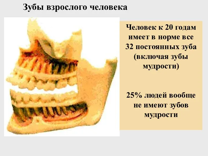 Зубы взрослого человека Человек к 20 годам имеет в норме все