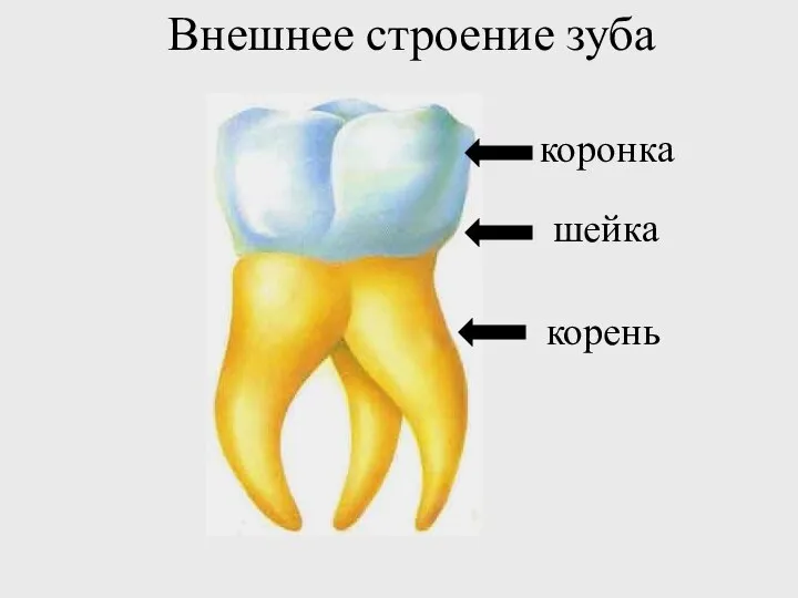 коронка шейка корень Внешнее строение зуба