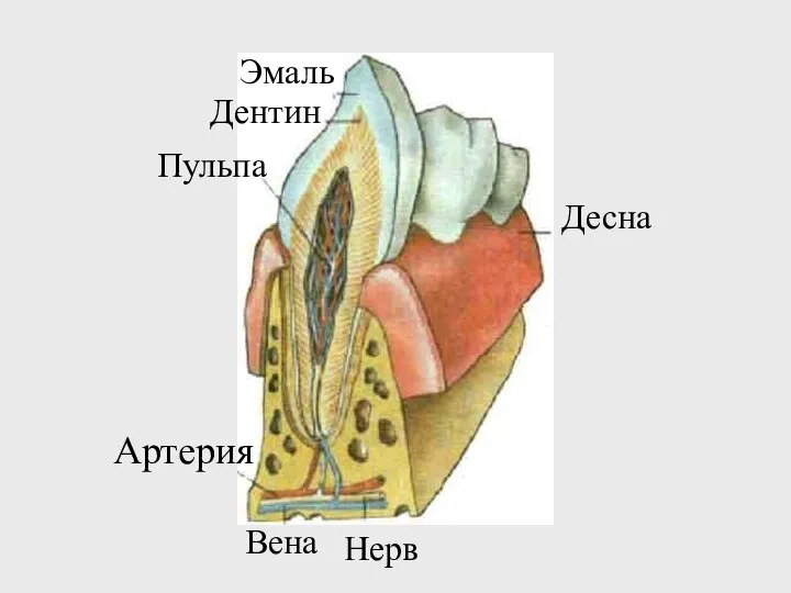 Десна Нерв Вена Артерия Эмаль Дентин Пульпа